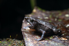 Rhinella festae