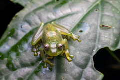 Rulyrana flavopunctata