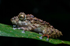 Pristimantis rubicundus
