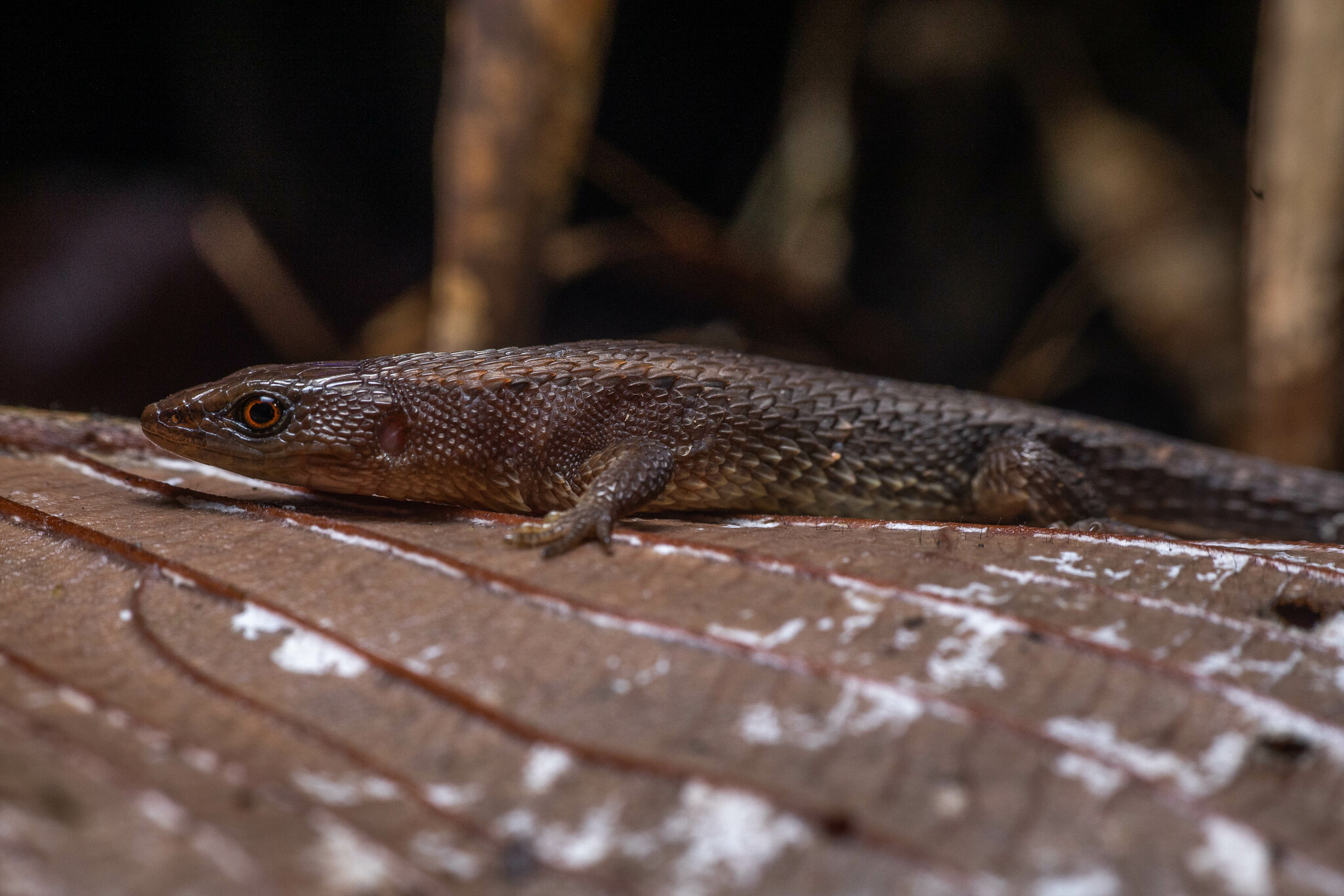 Alopoglossus atriventris Duellman, 1973