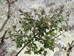Ageratina calaminthifolia