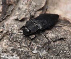 Melanophila acuminata