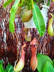 Nepenthes alata × ventricosa