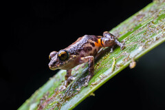 Pristimantis ventrimarmoratus