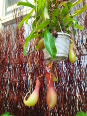 Nepenthes alata × ventricosa