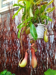 Nepenthes alata × ventricosa