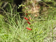 Lamourouxia rhinanthifolia