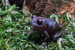 Pristimantis pinchaque