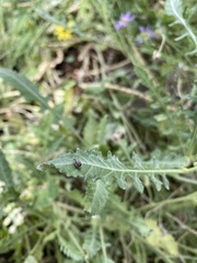 Neltumius arizonensis