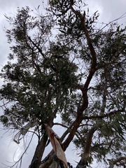Corymbia eximia