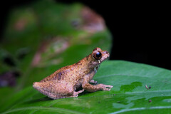Dendropsophus parviceps