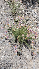 Erigeron breweri breweri