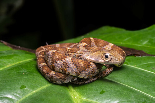 Photo of a Esmarald Racer (Drymobius rhombifer)