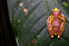 Dendropsophus sarayacuensis