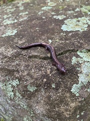 Plethodon shenandoah