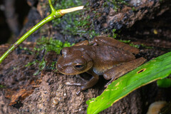 Boana ventrimaculata