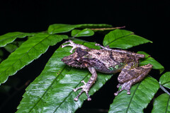 Scinax garbei