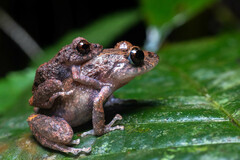 Pristimantis altamazonicus