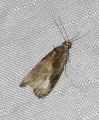 Olethreutes punctanum