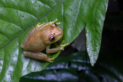 Boana cinerascens