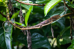 Polychrus marmoratus