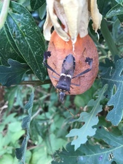 Leptoglossus zonatus