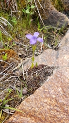 Gentianopsis simplex