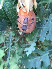 Leptoglossus zonatus