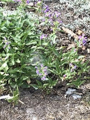 Penstemon serrulatus