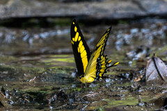 Heraclides thoas cinyras