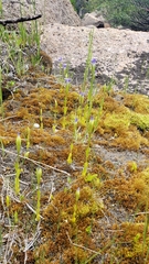 Gentianopsis simplex