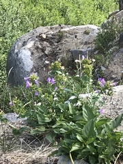 Penstemon serrulatus