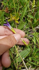 Gentianopsis simplex