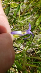 Gentianopsis simplex