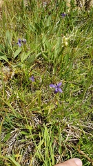 Gentianopsis simplex