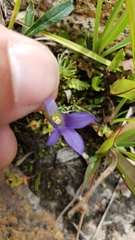 Gentianopsis simplex