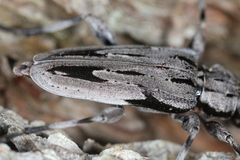 Acanthocinus nodosus