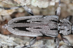 Acanthocinus nodosus