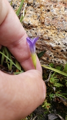 Gentianopsis simplex