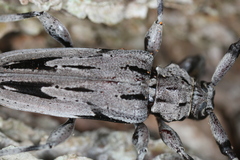 Acanthocinus nodosus