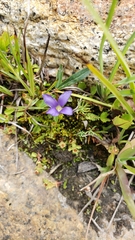 Gentianopsis simplex