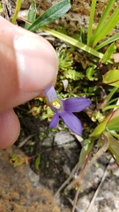 Gentianopsis simplex