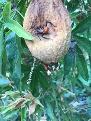 Leptoglossus zonatus