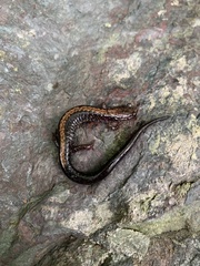 Plethodon shenandoah