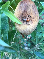 Leptoglossus zonatus