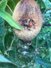 Leptoglossus zonatus