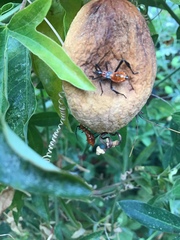 Leptoglossus zonatus