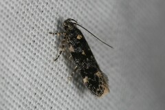 Chionodes bicostomaculella