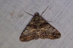 Gastrinodes argoplaca