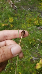 Galeropsis polytrichoides